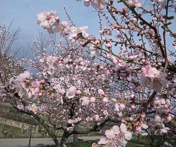 Optisch reizvoll: Die zartrosa Blüten der Mandelbäume. Foto: Alfred Drossel